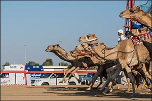 Preliminary Camel Race for the National Day Camel Marathon kick-off on Friday, 27 Nov