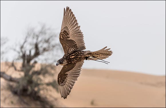 New Season of Falconry Championships  To Soar High in New Year