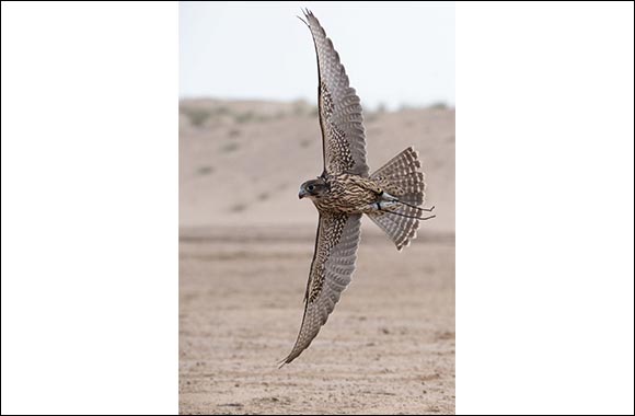 Al Dhafra and Team F3 Continue their Dominance at Fazza Championship for FalconryTelwah