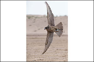 Al Dhafra and Team F3 Continue their Dominance at Fazza Championship for Falconry–Telwah