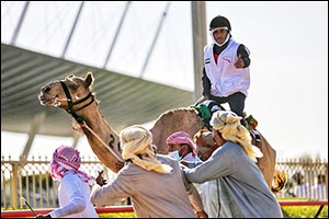 Emirati Sultan Al Shamsi dominates 6th National Day Camel Marathon in Dubai
