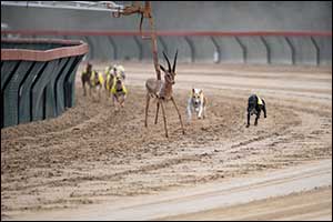 Saluki Championship Finals finish strong in Dubai