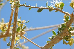 The Environment Agency - Abu Dhabi Begins Planting Al-Sarh Trees Within Their Natural Habitats in Abu Dhabi