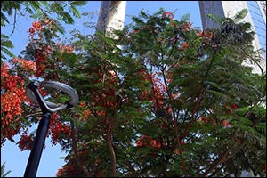 Over 200,000 Trees Planted in Dubai in 3 years