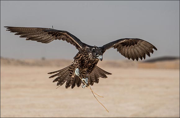 New Season of Fazza Championship for Falconry in Dubai to Soar high on December 28
