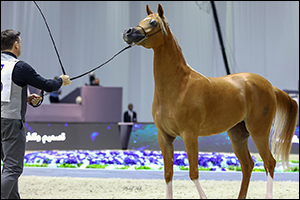Organisers confirm 205 Arabian Horses will participate in the 21st edition of the Dubai International Arabian Horse Championship