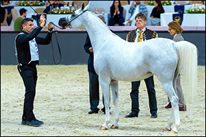 Dubai International Arabian Horse Championship Sees Several High-Profile Victories in First Day of Qualifying Competitions