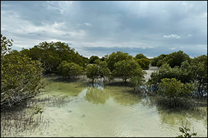 Environment Agency – Abu Dhabi Plants 10 Mangrove Trees for Each COP28 Visitor As Part Of The Ghars Al Emarat Initiative