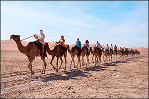 The 11th Camel Trek on Its Way Back to Dubai