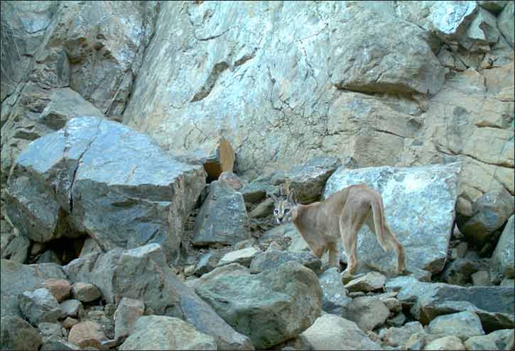 World Habitat Day: Arabian Caracal rediscovered in UAE's Wadi Wurayah National Park