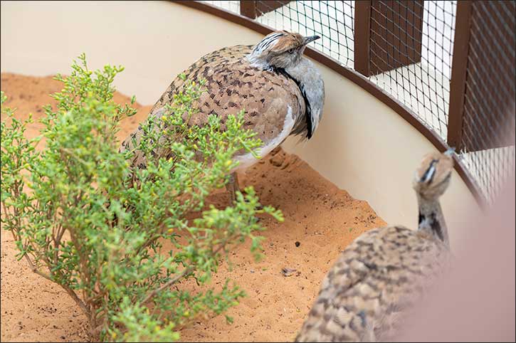 Inaugural Al Ain International Hunting and Equestrian Exhibition shines spotlight on UAE's animals tied to its heritage