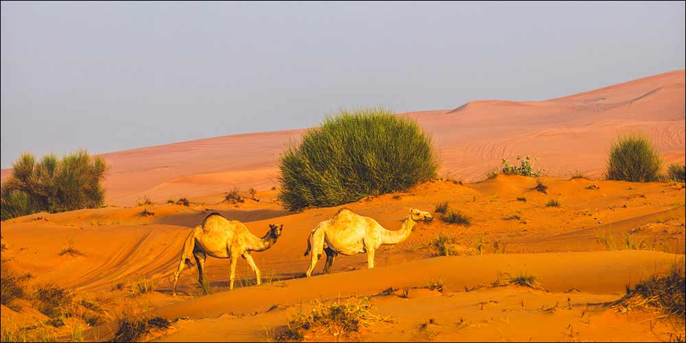 Under the directives of Hamdan bin Zayed, Environment Agency � Abu Dhabi announces emirate's 2026 grazing season to run exceptionally from 22 April until 15 October