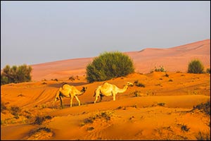 Under the directives of Hamdan bin Zayed, Environment Agency � Abu Dhabi announces emirate's 2026 grazing season to run exceptionally from 22 April un ...