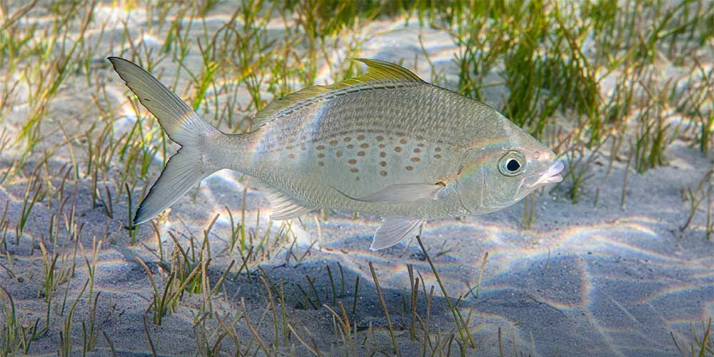 Under directives of Hamdan bin Zayed, Environment Agency � Abu Dhabi implements ministerial decisions reshaping emirate's fishing regulations for 2026