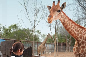 Kids Go & Eat for Free at Emirates Park Zoo & Resort
