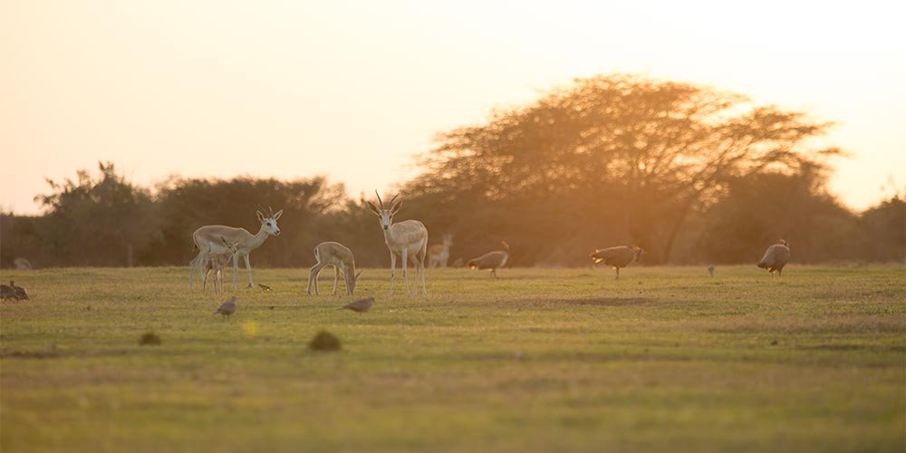In his capacity as Chairman of Environment Agency – Abu Dhabi, Hamdan Bin Zayed issues resolution on protection of species and habitats in emirate