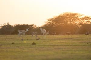 In his capacity as Chairman of Environment Agency – Abu Dhabi, Hamdan Bin Zayed issues resolution on protection of species and habitats in emirate
