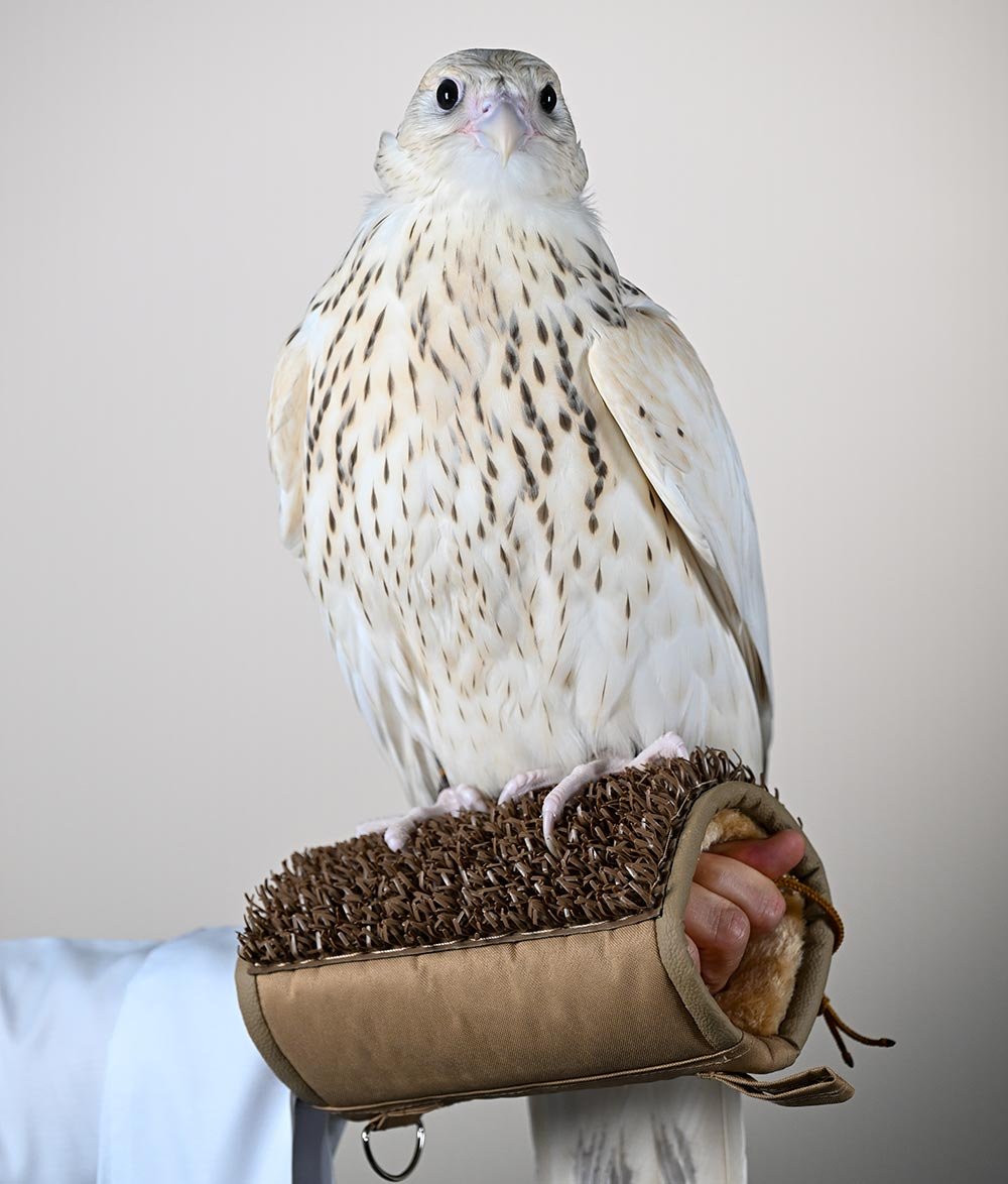 Falcon is Sold for AED 2.1 Million (USD 571,000) in Abu Dhabi, Setting the World's Highest Price Ever at Falcon Auction