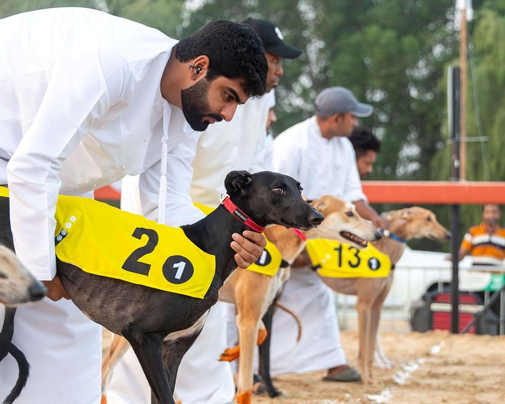 With Strong Participation Across Professionals, Owners and Amateurs Categories Saluki Championship Concludes First Stage of 20th Edition Qualifiers