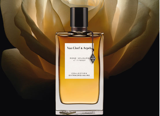 Rose Velours, A rose is a rose is a rose...