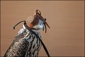 Fazza Championships for Falconry Continues with Younger Gear Tebha Category