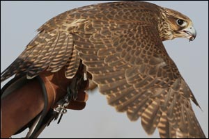 Fazza Championships for Falconry Holds the Shaheen Races