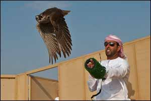 Thrilling finale brings curtain down on Fazza Championship for Falconry