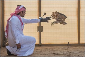 Qatari falconers emerge on top at 2nd edition of Fazza Championship for Falconry