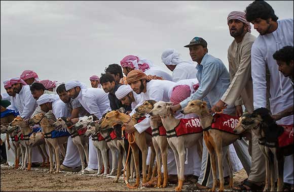 Over 200 greyhounds compete in the 7th Saluki Hunting Championships in Al Marmoum
