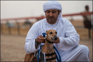 Over 200 greyhounds compete in the 7th Saluki Hunting Championships in Al Marmoum