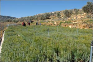 Diageo Pledges to Donate One Million Trees to be Planted across Lebanon
