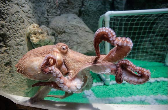 Listing � Giant Octopus at Dubai Aquarium & Underwater Zoo
