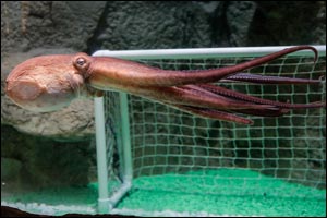 Listing – Giant Octopus at Dubai Aquarium & Underwater Zoo