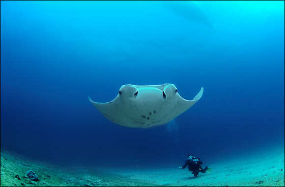 Subaquatic Adventures with Cheval Blanc Randheli: New Dive and Snorkel Adventures for Winter 2014