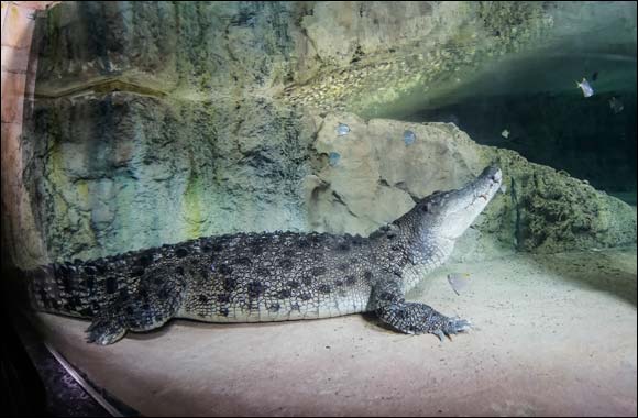 New VIP packages offer thrilling experiences at Dubai Aquarium & Underwater Zoo