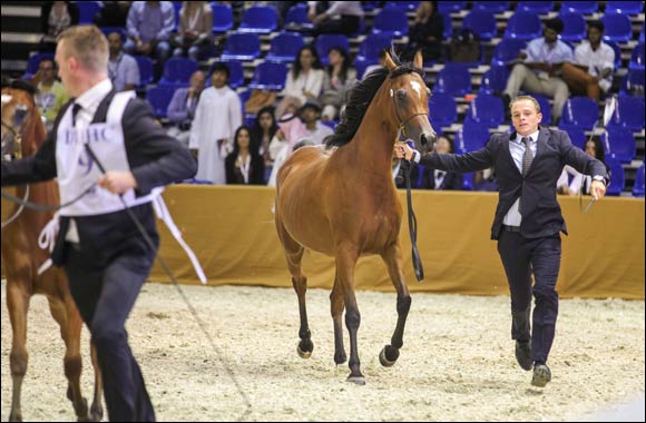 11th Dubai International Horse Fair makes tracks with widening global and local reach