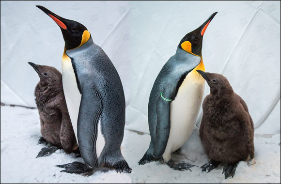 Ski Dubai announces the hatching of their first King Penguin